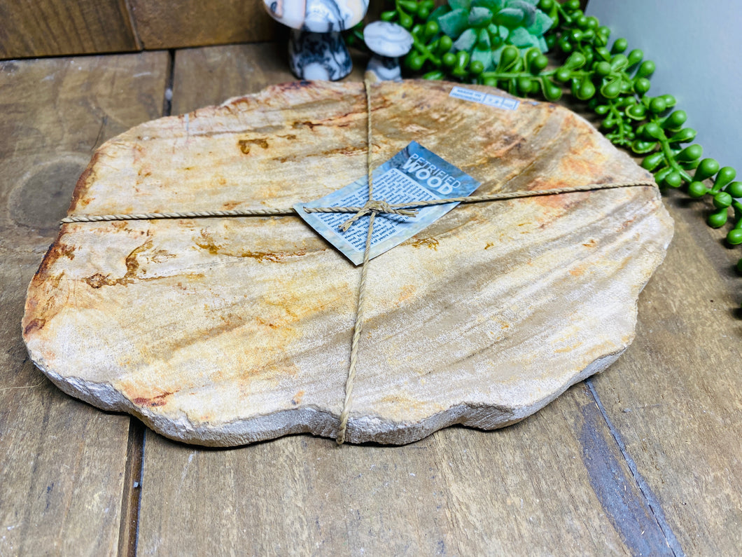 Petrified wood slab