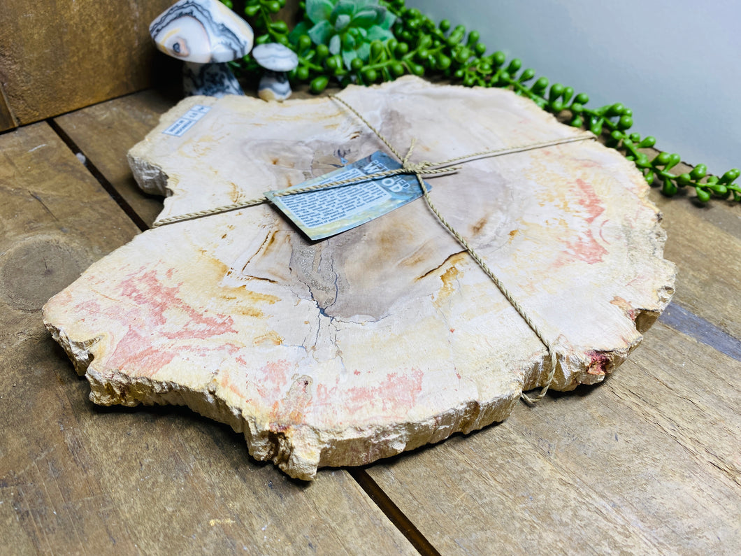 Petrified wood slab