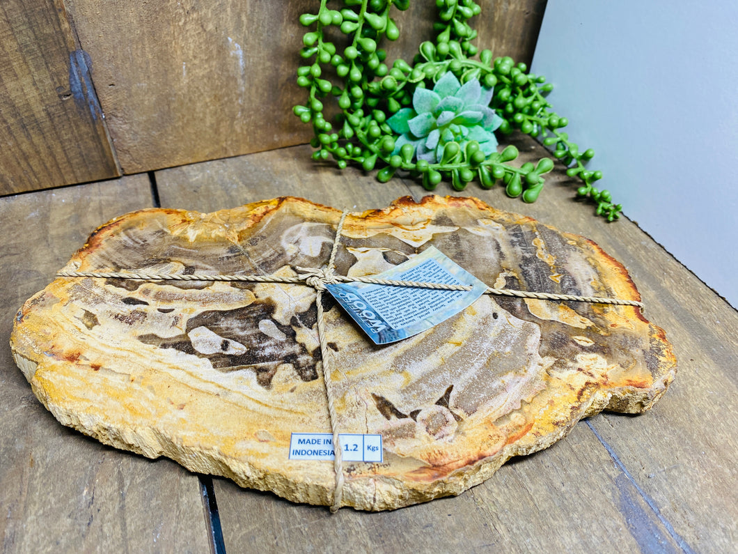 Petrified wood slab