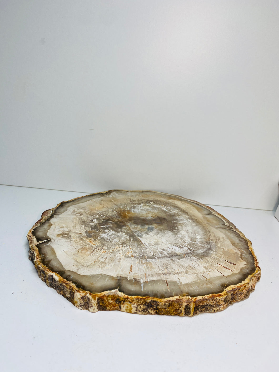 Petrified wood slab