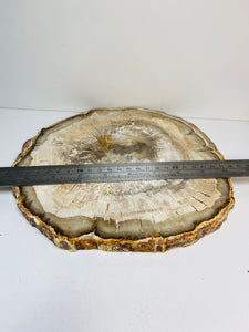 Petrified wood slab