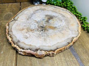 Petrified wood slab