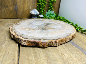 Petrified wood slab