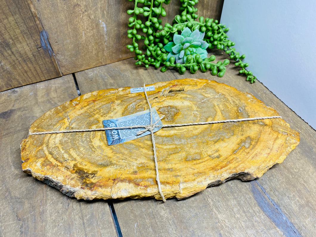 Petrified wood slab