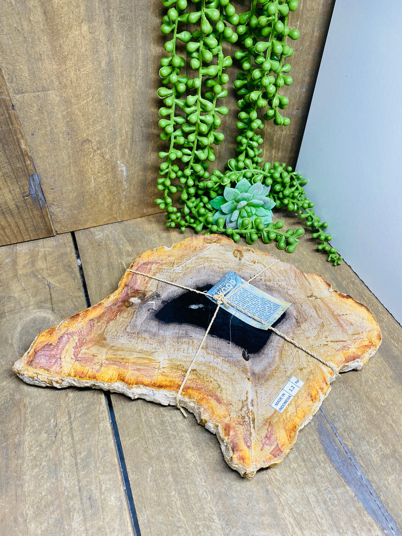 Petrified wood slab