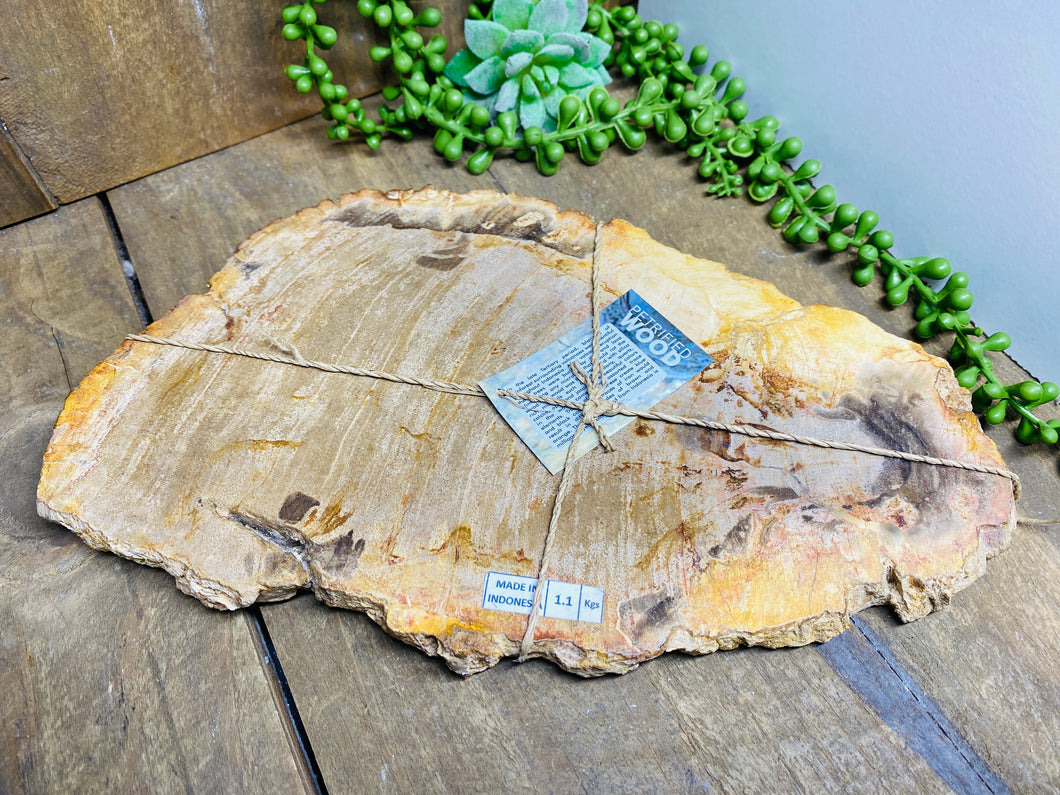 Petrified wood slab