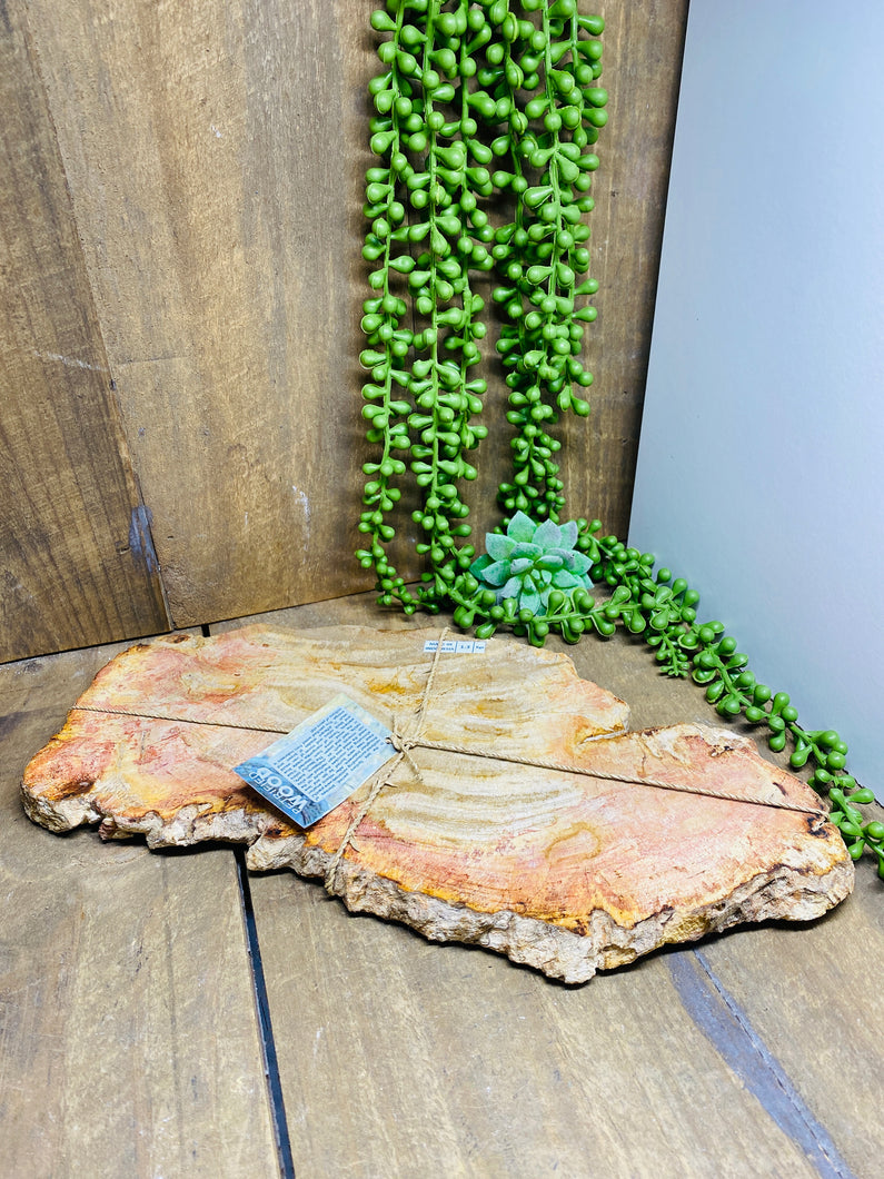 Petrified wood slab