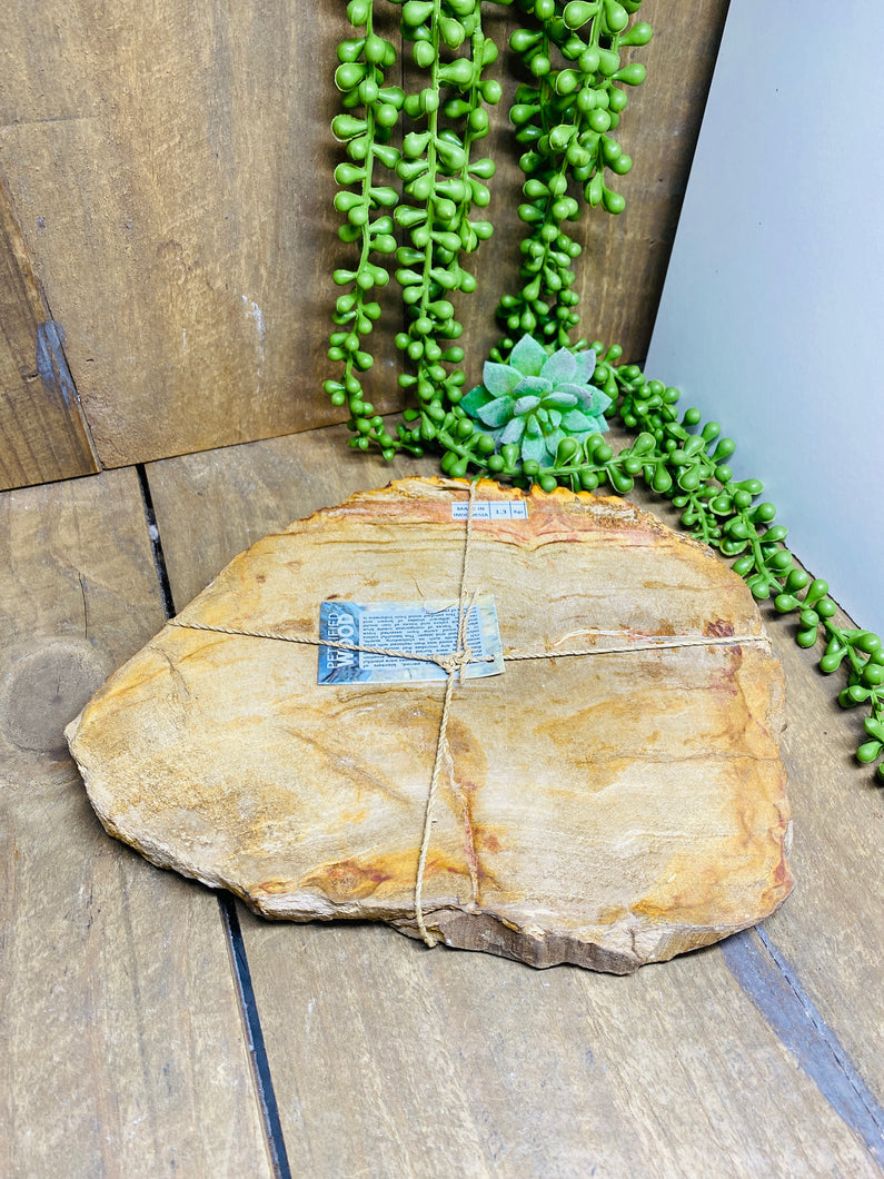 Petrified wood slab
