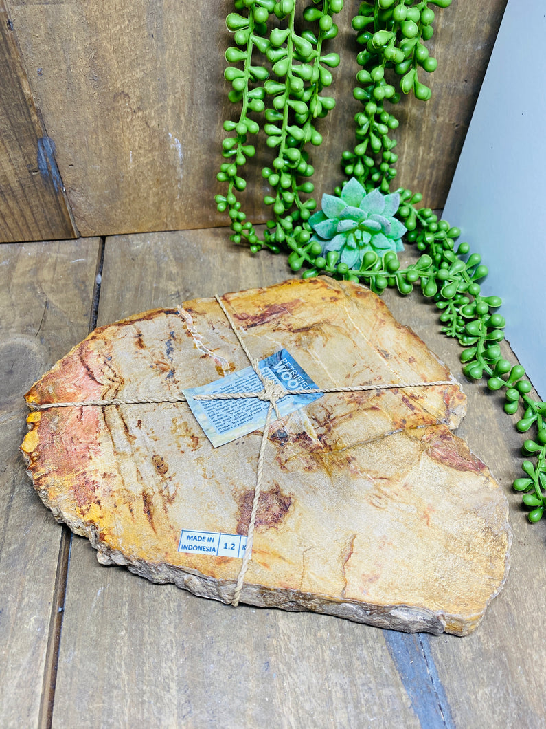 Petrified wood slab