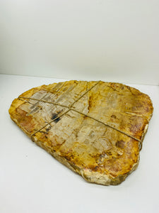 Petrified wood slab