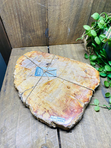 Petrified wood slab