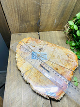 Load image into Gallery viewer, Petrified wood slab