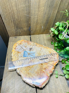 Petrified wood slab