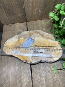 Petrified wood slab