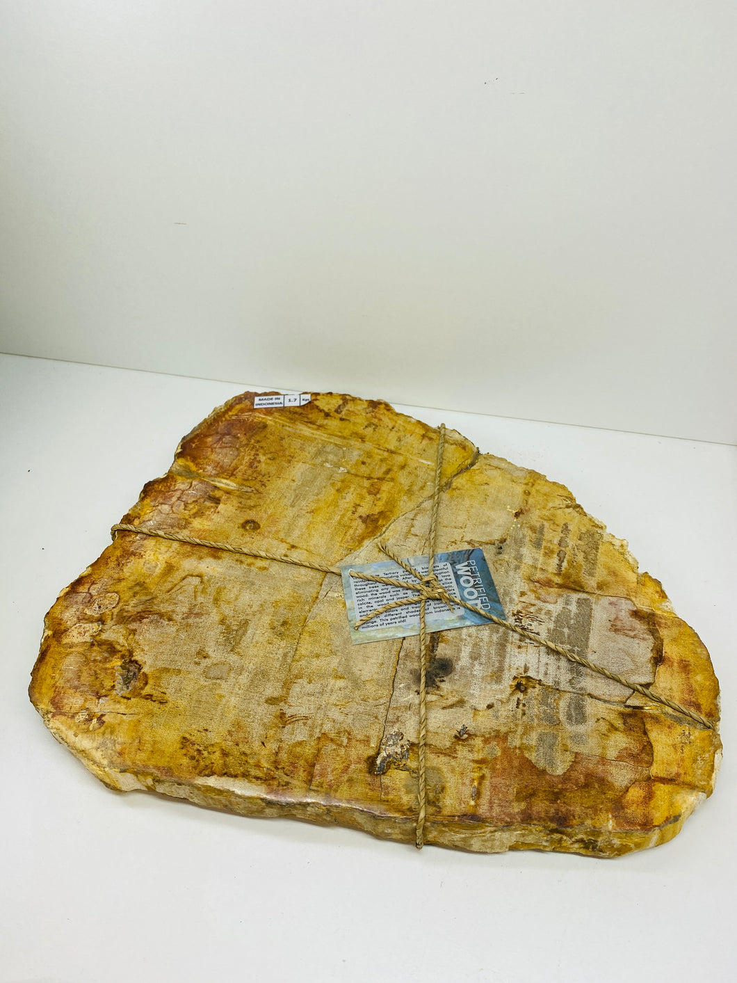 Petrified wood slab