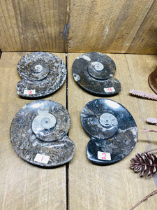 Polished Fossil Ammonite Orthoceras Bowl - home decor