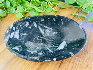 Polished Fossil Ammonite Orthoceras Bowl - home decor