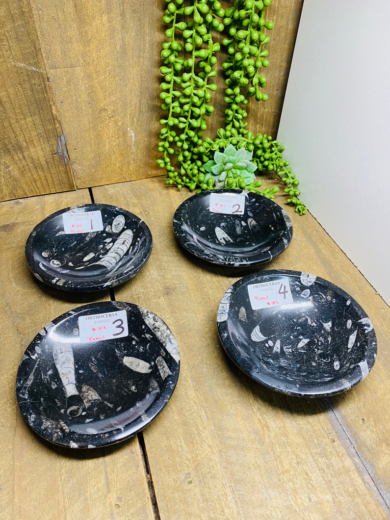 Polished Fossil Ammonite Orthoceras round bowls