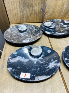 Polished Fossil Ammonite Orthoceras oval Bowl - home decor