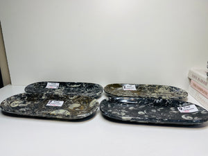 Polished Fossil Ammonite Orthoceras rectangle plates