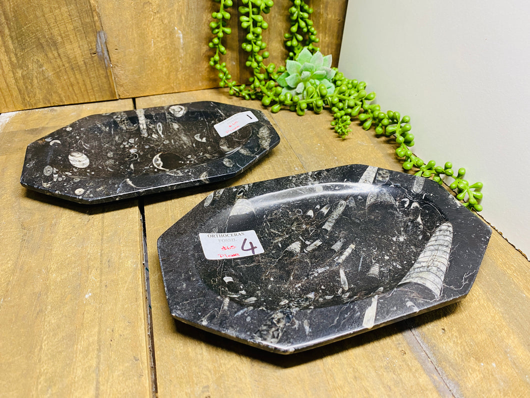 Polished Fossil Ammonite Orthoceras plates