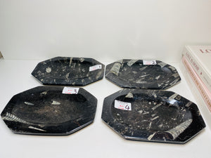 Polished Fossil Ammonite Orthoceras plates