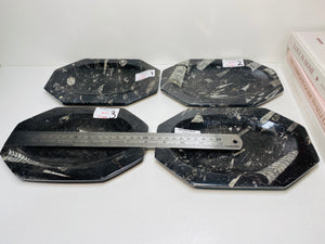 Polished Fossil Ammonite Orthoceras plates