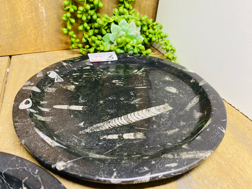 Polished Fossil Ammonite Orthoceras round plates