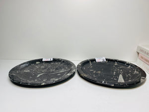 Polished Fossil Ammonite Orthoceras round plates