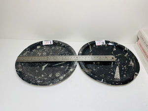 Polished Fossil Ammonite Orthoceras round plates