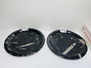 Polished Fossil Ammonite Orthoceras round plates