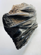 Load image into Gallery viewer, Large Fossil Orthoceras on display stand