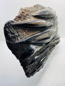 Large Fossil Orthoceras on display stand