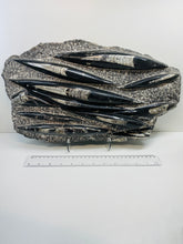 Load image into Gallery viewer, Large Fossil Orthoceras on display stand
